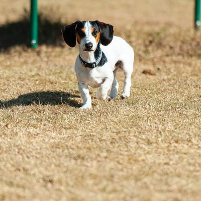 Dogs at the Park