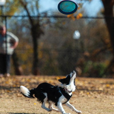 Dogs at the Park