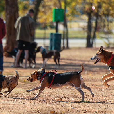 Dogs at the Park