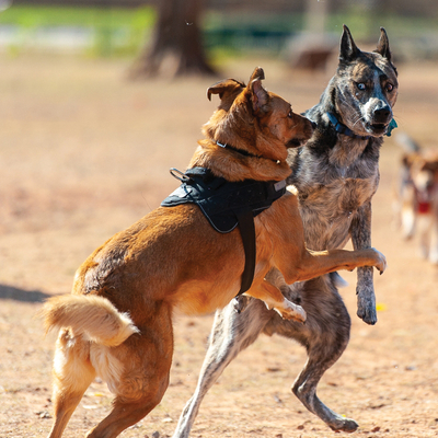 Dogs at the Park