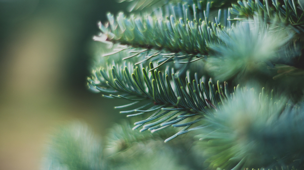 Photo of a Christmas Tree